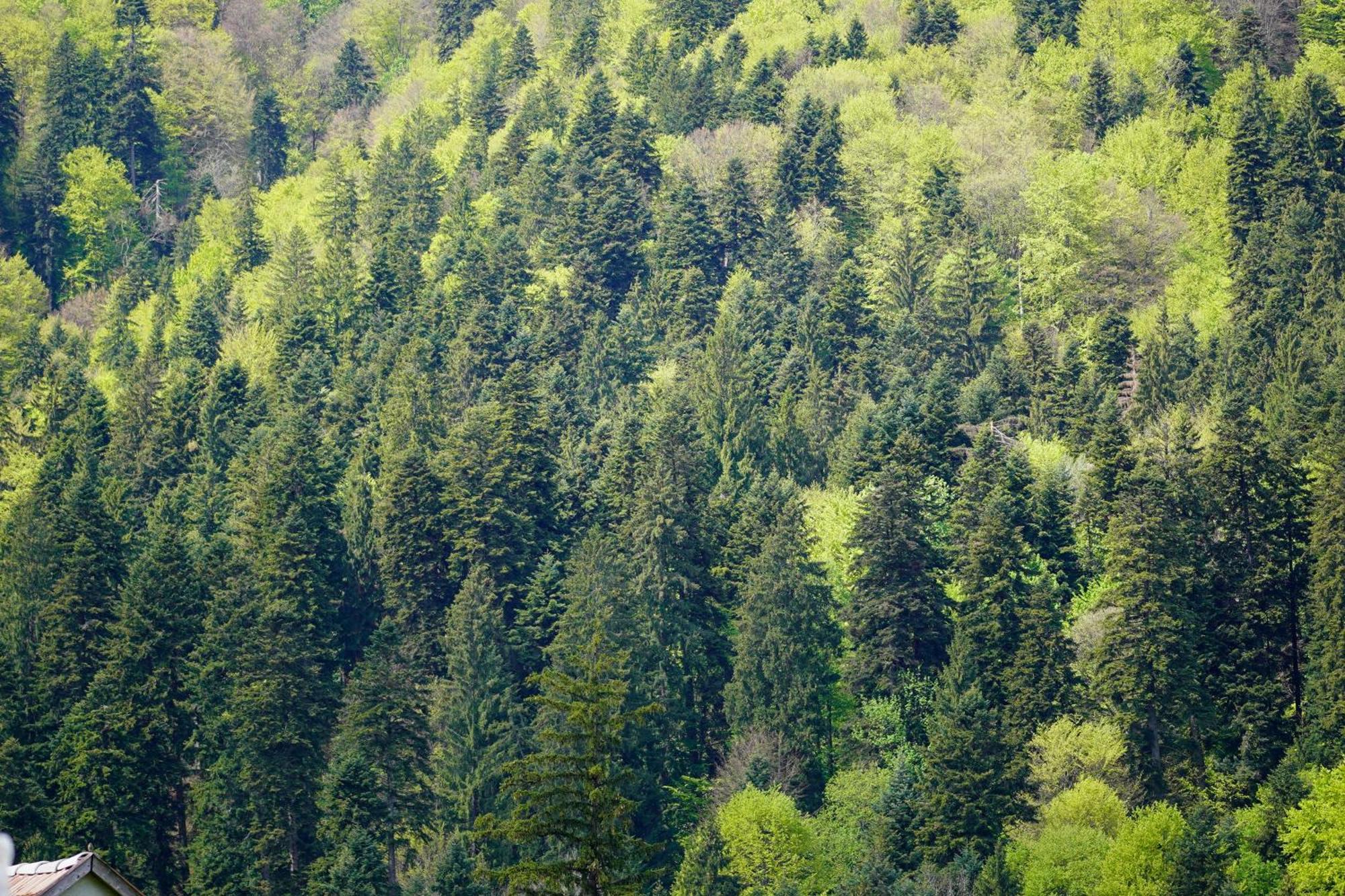 Отель Kata - Lak Бэиле-Тушнад Экстерьер фото